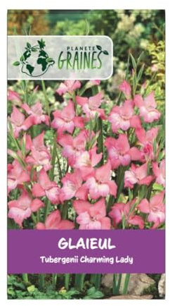 5 bulbes de fleurs Glaïeul des Charming Lady - dame charmante