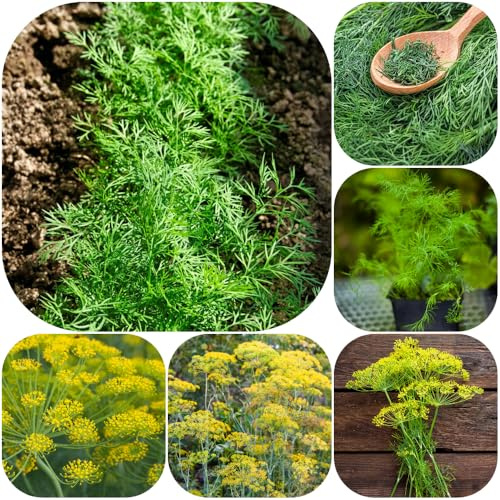 Semi di aneto - per giardinieri giardino aromatiche esotico semi di aromatiche selvatiche raro verdi da giardino da balcone vecchie varietà 1000pcs