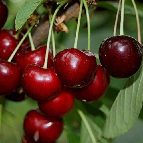 Hedelfinger Riesenkirsche fest saftig aromatisch Halbstamm 150-170 cm wurzelnackt Unterlage: F12/1