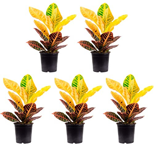 Codiaeum Petra Lot de 5 arbustes magiques « Petra » – Véritable plante d'intérieur, hauteur env. 40 cm, diamètre du pot 13 cm