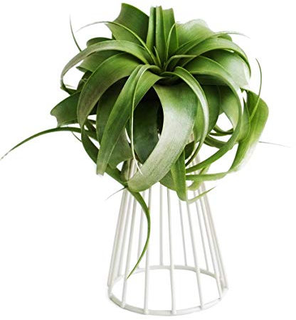 CDQL Luftpflanzenhalter, Metall-Tischplatte für den Innenbereich, Große Streptophylla-Luftpflanzenständer, Tillandsia-Pflanzenregale, Tisch-Pflanzenregale Zur Präsentation, (1)