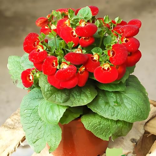 150 pz Semi di Calceolaria Uniflora, semi di piante, piante resistenti all'esterno Sacchetto di semi di stoffa, vasi per piante, semi di piante, piante da giardino semi di prato fiorito,