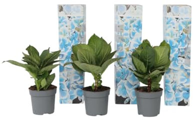 Plant in a Box - Hydrangea macrophylla Bicolor 'Bavaria Blue' - Set of 3 - Two-Tone Hortensia - Pot 9cm - Height 25-40cm