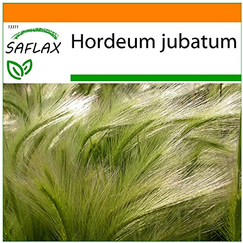 SAFLAX - Garden in the Bag - Gräsbambu Mankorn - 70 Frön - Med underlag i en passande resväska - Hordeum jubatum