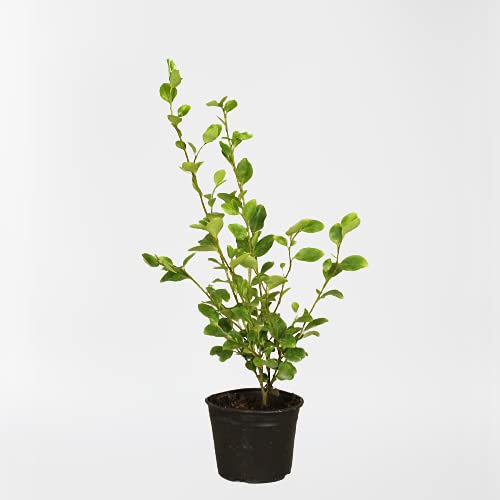Griselinia Littoralis - 3 Plants in 9cm Pot - Evergreen Hedging Shrubs Plants 20-30cm in Height for Garden Borders