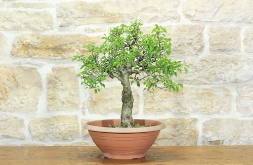 Pre bonsai di Ciliegio Selvatico (3)