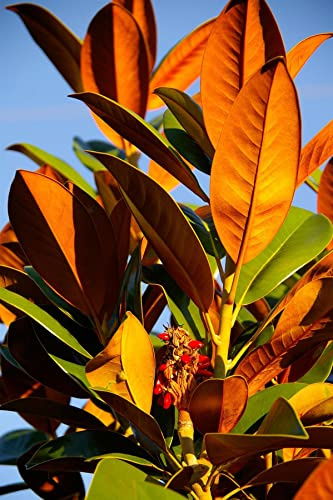 Direct Plants Magnolia Grandiflora Evergreen Magnolia Tree Large 2-3ft Tall in a 3 Litre Pot