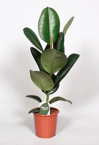 Ficus Elastica Robusta – Albero di gomma – Pianta d'appartamento – Ø 17 cm – 65 cm