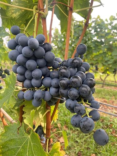 Bio-Rebe Muscat Bleu – beliebte blaue Bio-Tafeltraube mit intensivem Muskataroma | starkwüchsig & pilzresistent | EG-ÖKO 2018/848 | ideal für Frischverzehr & Saft | Getopfte Rebe