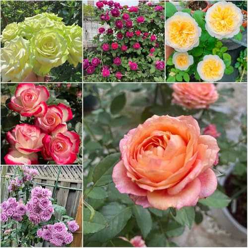 Tallo de rosa resistente - semillas de interior interior resistentes exterior balcón jardín semillas exóticas ornamental resistente perennes 500pcs