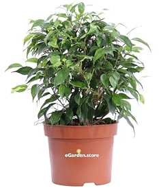 Pianta di Ficus Benjamina Green Kinky pianta ornamentale da interno pianta da arredo interno pianta vera pianta a foglia verde di Ficus Kinky venduta da eGarden.store