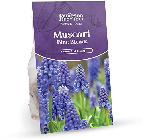 Jamieson Brothers® Muscari Bulbs - Blue Blends Grape Hyacinths (40 Bulbs) Ideal for Planting in Rock Gardens, in The Front of beds and Borders, or Along walkways and Paths