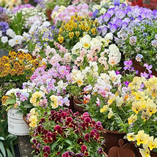 semi di viola cornuta perenni - in vaso resistenti biologici d'appartamento esotiche giardino 50pcs