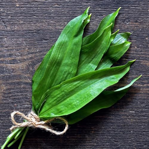 Semillas de ajo silvestre, semillas de silvestres orgánicas semillas de medicinales 450pcs