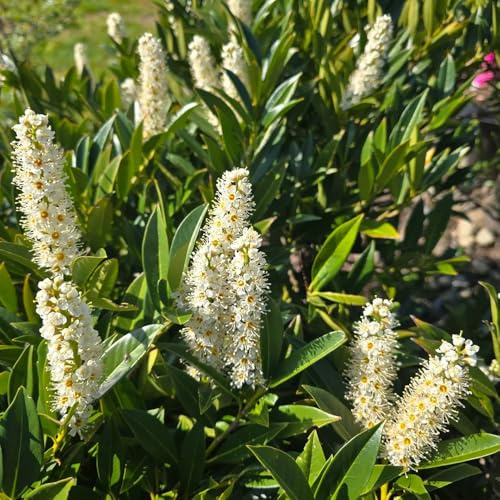 semi di alloro ciliegia - rare da giardino interno esotiche resistenti balcone biologici 250pcs