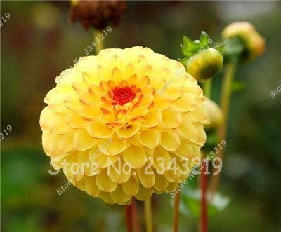 13 : New 100/Bag Dinner Plate Rainbow Dahlia Seeds, Chinese Peony Bonsai Flower Seeds for Perennial Flowers Garden Planting