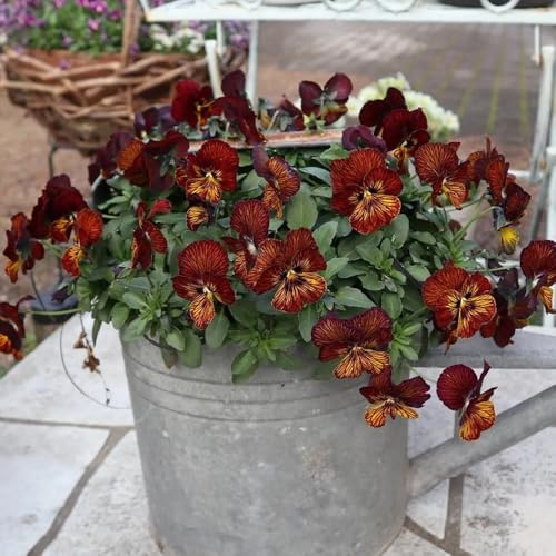 semi di viola del pensiero, giardino rocciose resistenti, primaverili di viola del pensiero, balcone, resistenti 100pcs