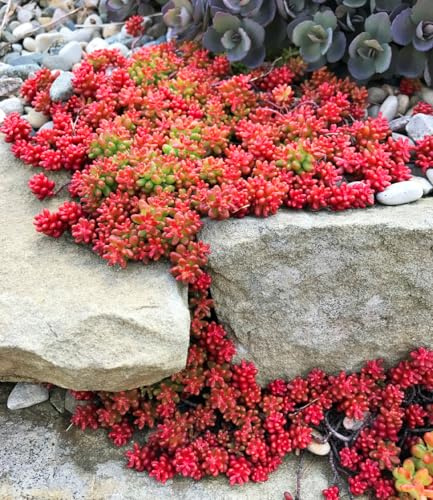 BALDUR Garten 2x Teppich-Sedum 'Coral Carpet', Pflanzen im 9x9 cm-Topf