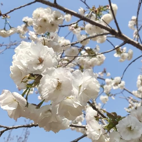 semi di ciliegio ornamentale decorazione del soggiorno, ornamentale resistente di ciliegio resistenti per giardini, siepi arbusti, 75pcs