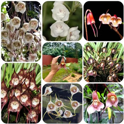 orchidea scimmia - rampicanti, giardino roccioso semi di per balcone balcone in vaso Arredamento del soggiorno con 40semi