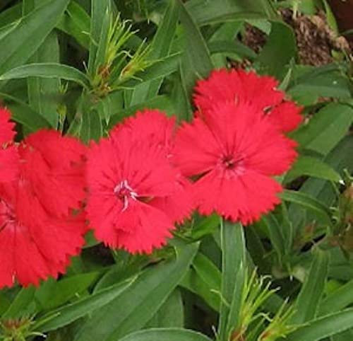 Federnelke Munot - Dianthus plumarius