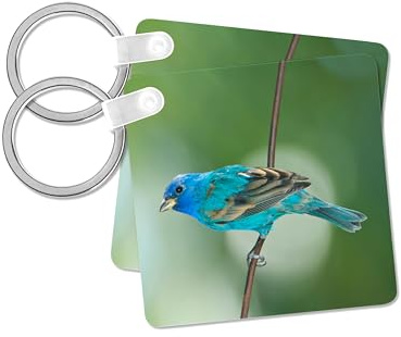 3dRose, USA, Florida, Immokalee, Indigo Bunting perched on wire, set of 2 Key Chains