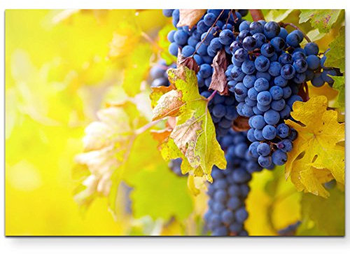 Paul Sinus Art Leinwandbilder | Bilder Leinwand 120x80cm Blaue Weinrebe im Herbst