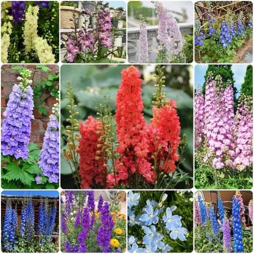 Rittersporn, garten Consolida ajacis, alte sorten blumensamen gastgeschenk 800Samen