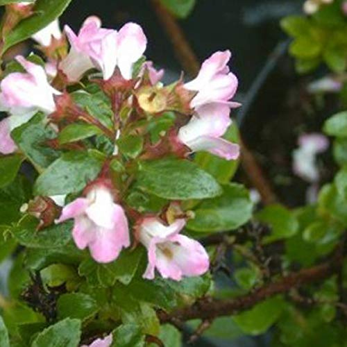 Andenstrauch 'Apple Blossom' - Escallonia 'Apple Blossom' - 40-50 cm Topf - Rosa Blüten, attraktiv für Schmetterlinge