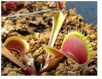 Stk - 3x Dionaea muscipula Red Shark Teeth Venusfliegenfalle Samen B1263 - Seeds & Plants Shop by Ipsa