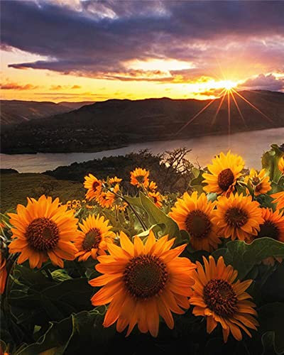Zdklfm69 Malen nach Zahlen Ölgemälde nach Zahlen Landschaft Erwachsene Sonnenblume Sonnenuntergang auf Leinwand Ölbild Zeichnung Malen nach Zahlen Dekoration Geschenk 40x50cm