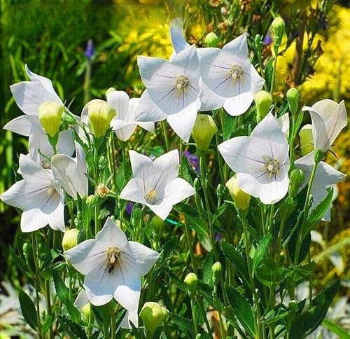 Balloon flower Bellflower Astra white 130 seeds + Plant tag + Freebie - Platycodon Grandiflorus
