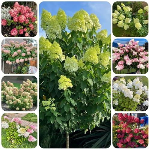 semi resistenti di ortensia a pannocchia, primaverile, selvatici giardino di ortensia da giardino, rare, decorazione 150pcs