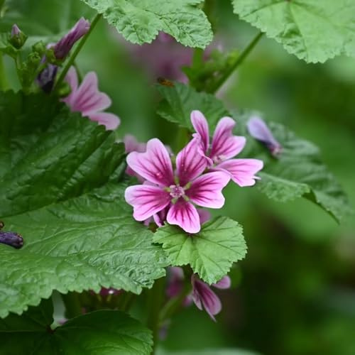 Semi di malva, resistenti al freddo letto rialzato giardino sul balcone rampicanti da esterno da appartamento esotiche resistenti in vaso rampicanti raro 500pcs