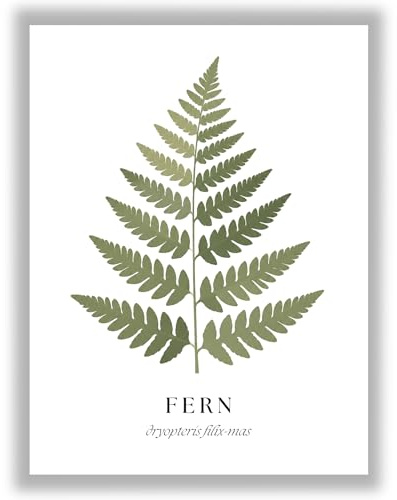 Lofthouse Prints Botanical Studies – Fern | Botanical Leaf Wall Art Print | Unframed Print - A4