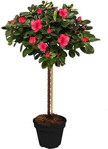 Azalea Japonica Tree | Trees for Small Gardens Border Patio Potted Plants | Lollipop Stem Trees | Red, White, Pink, Bicolour, Orange & Purple | 2-3ft (Red)