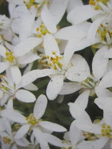Choisya ternata White Dazzler - Orangenblume - immergrün - duftend - 30-40cm