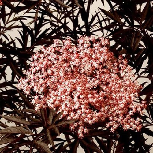 Schwarzer Holunder 'Black Lace' - Sambucus nigra 'Black Lace' - 40-50 cm Topf - Dunkellaubiger Gartenstrauch
