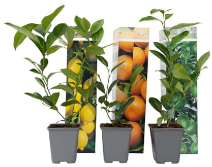 Plant in a Box - Citrus pflanzen Mix - 6er Set - Topf 9cm - Höhe 25-40cm - Zitronenbaum/Orangenbaum/Limettenbaum