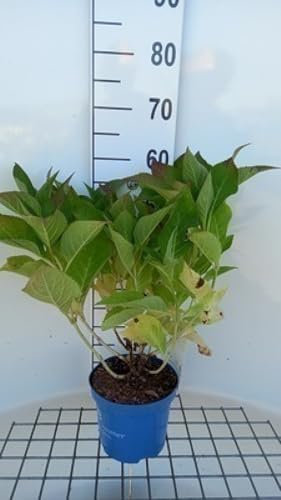 Hydrangea macr. 'Endless Summer Bloomstar Blue'® - Hortensia 25-30 cm en pot