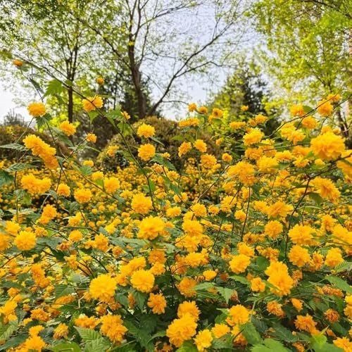 semillas de ranúnculo, invernaderos de balcón Kerria japonica, raras resistentes exterior Decoración jardín para exteriores para lugares soleados 35pcs
