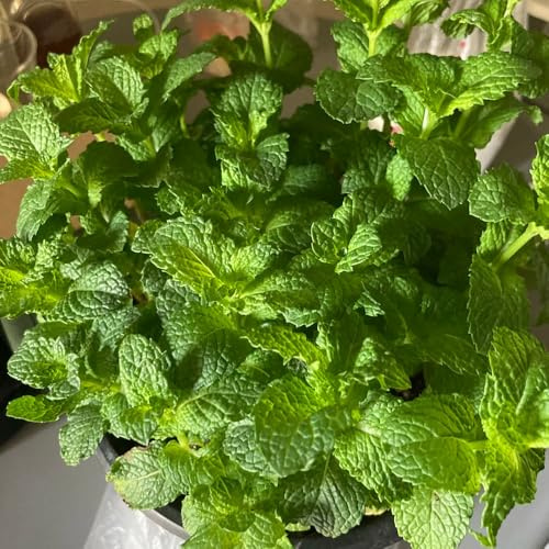 semillas de menta marroquí orgánica - jardín interior perenne exterior balcón 250pcs