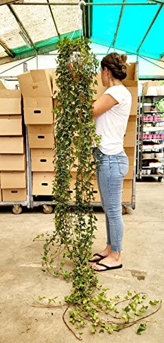 POWERS TO FLOWERS - EDERA VERDE BASKET XXL, STRASCICO 170CM MINIMO, pianta vera