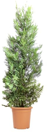 KENTIS - Cupressocyparis Leylandii Castlewellan Gold – Cyprès de Leyland jaune - Véritable Haie d'Extérieur - H 140/160 cm Ø 24 cm