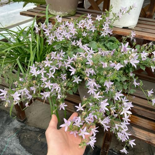 glockenblumensamen, glockenblume, deko winterhart hochbeete für garten bodendecker kübelpflanzen 2000pcs