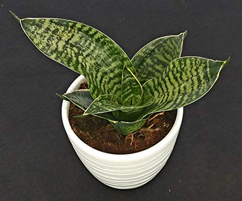 POWERS TO FLOWERS - SANSEVERIA TRIFASCIATA HAHNII IN VASO CERAMICA, pianta vera
