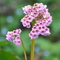 plantas de bergenia - semillas semillas de flores plantas de jardín semillas de jardín planta de balcón plantas raras Bonsái de jardín interior plantas resistentes para balcones 700pcs