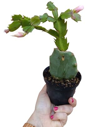 Schlumbergera FIORE BIANCO cactus Natale natalina innesto opuntia fico d'india