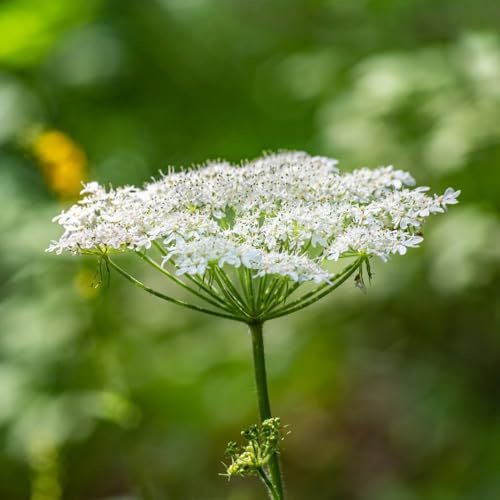 Semi di levistico biologico, rare di levistico resistente, selvatiche di cucina dell'orto 100pcs