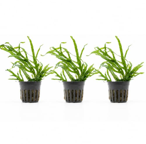 AquaBreedingSkill Set aus 3 Stück Aquarium Pflanzen Echt Set – Anubias, Microsorum – Lebende Wasserpflanzen – Pflegeleicht ideal für Fische & Garnelen – mit Pflanzenpass (Trident 3 pcs)